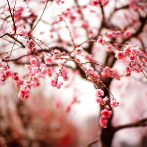 粉紅櫻花在枝條上，背景柔和模糊。 — iPad Air 11 壁紙