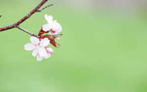 粉紅櫻花在枝條上，綠色背景 — 花系美學 壁紙