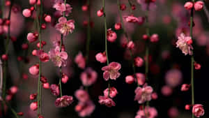 粉紅色的櫻花懸掛在樹枝上，焦點柔和。 — 唯美花朵動圖 壁紙