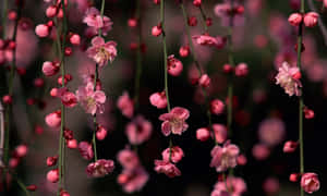 粉紅花朵從枝條上垂落，柔焦效果 — 粉紅花朵 壁紙
