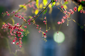 藤蔓上的粉紅花朵，陽光和模糊背景 — 植物 壁紙
