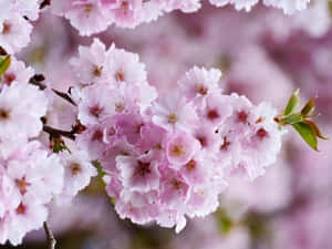 粉紅櫻花在樹枝上盛開，背景柔和。 — 春天 壁紙