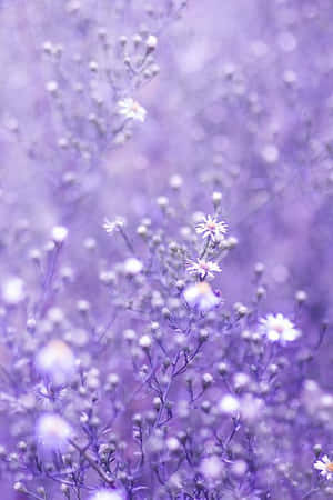 紫色雛菊田，背景柔和 — 紫色美學 壁紙