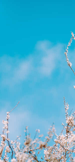 白櫻花在清澈的藍天下綻放，伴隨著柔軟的白雲。 — Realme 16T 壁紙