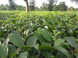 陽光普照的茶園中一排排綠茶葉，背景有樹木。