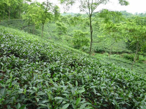 綠色山坡上的茶樹行，有樹木和多雲的天空。