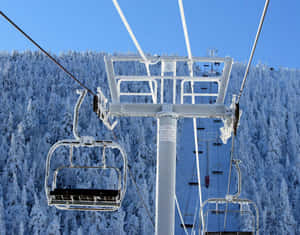 冰凍滑雪吊椅、白雪覆蓋的松樹、藍天
