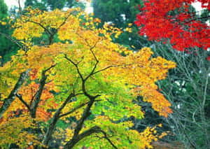 森林環境中帶有金色和紅色葉子的秋樹。 — 樹 壁紙