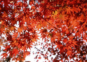 秋天鮮紅的楓葉在明亮的天空下。