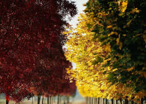 在晴朗的天空下，兩旁有紅色和黃色樹木的風景如畫的秋天步道。