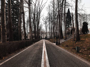 一條筆直的道路，兩旁是光禿禿的樹木，在冬天通往一座建築物。