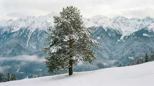 山坡上一棵孤獨的松樹覆蓋著雪，背後有雪山和霧。