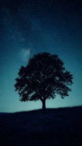 在繁星點點的夜空下，山丘上一棵樹的剪影，可見銀河。