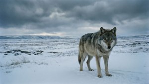在偏遠荒野中，一隻灰狼站在深雪中，天空多雲。