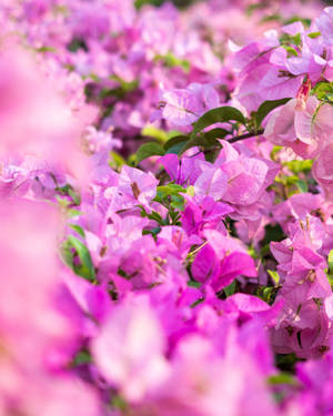 盛開的粉紅色三角梅（Bougainvillea）花朵，在明亮的日光下襯托著綠葉。