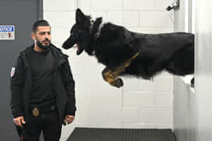 警察觀察訓練中跳躍的警犬。