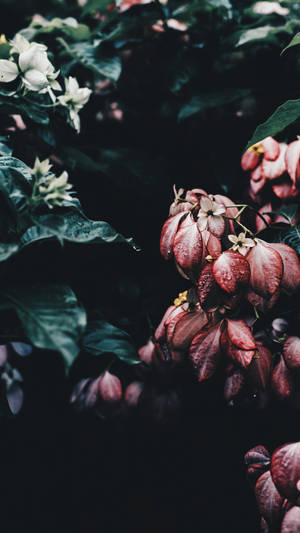 深綠色葉子上帶有露珠的酒紅色和白色花朵，在花園中。