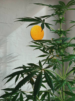 高大的大麻植物，葉子寬闊，以白色磚牆為背景，配以金色圓形藝術品。
