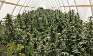 白色拱形溫室中的成熟大麻植物行列。