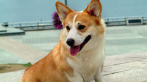 一隻微笑的哥基犬坐在石頭廣場上，伸出舌頭。