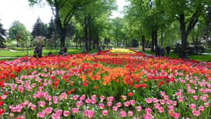 陽光明媚的公園裡，一排排色彩繽紛的鬱金香，人們在樹間行走。 — 樹 壁紙