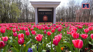 在大學拱門前盛開的粉紅色鬱金香，帶有 Ole Miss 標誌。