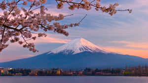 櫻花在平靜的湖面上環繞著日落時的富士山。
