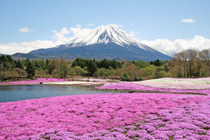 以富士山和湖泊為背景的粉紅色花田 — 粉紅花朵 壁紙