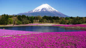 白雪覆蓋的富士山在湖泊和粉紅色花田後方