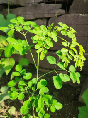 在花園中靠著石牆生長的茂盛綠色辣木植物。