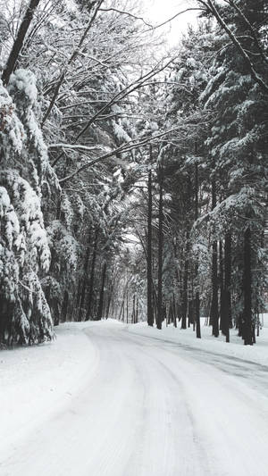 冬季積雪的森林道路蜿蜒穿過高大的常綠樹。