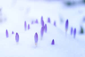 紫色番紅花在冬天從雪中擠出。