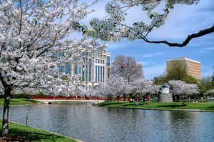 櫻花樹在池塘附近盛開，背景有紅橋和城市建築。 — MacBook 壁紙