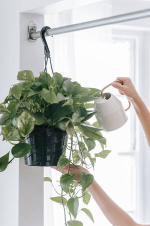 用白色澆水壺為室內懸掛的綠色植物澆水的人。 — 淺綠色美學動態圖 壁紙