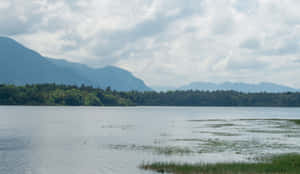 一個寧靜的湖泊，有蘆葦和遠處的山脈，天空多雲 — 森林 壁紙
