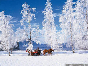 馬拉動雪橇，載著乘客穿過結霜樹木的白雪森林。