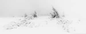 霧濛濛的冬季景觀中白雪覆蓋的樹木和地面。 — 冬日美學 壁紙