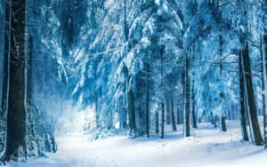 白雪覆蓋的森林小徑，兩旁是結霜的常綠樹，在藍光下。 — 冬日美學 壁紙