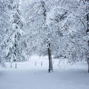白雪覆蓋的樹木排列在帶有圍欄的寧靜冬季森林小徑上。
