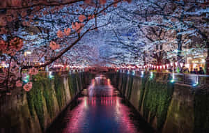 櫻花點綴著夜晚燈光璀璨的運河，水面倒影清晰。 — 春天 壁紙