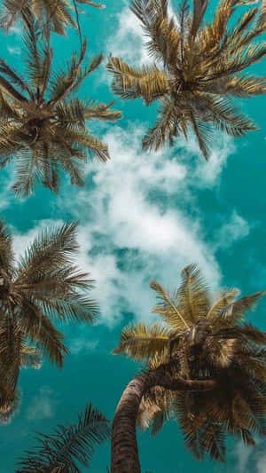 棕櫚樹框住一片帶有白雲的明亮藍天。 — 棕櫚樹 GIF 壁紙