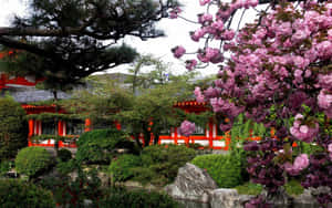 粉紅色櫻花在紅色日本寺廟花園前盛開。