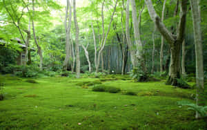 在寧靜的日本花園中，高大的樹木下茂密的綠色苔蘚覆蓋了森林地面。 — MacBook Pro 13 壁紙