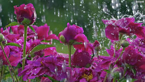 紫色牡丹被雨滴覆蓋，周圍有水花飛濺。