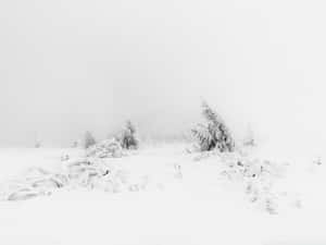 霧氣瀰漫、色調柔和的雪地森林場景。
