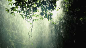 陽光穿過雨水和綠葉，照射在森林中。