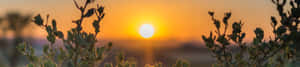 沙漠灌木後的夕陽，地平線上有金色光芒