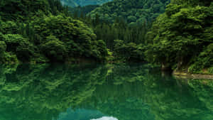 一個寧靜的湖泊，周圍環繞著茂密的綠樹和山丘，倒映在平靜的水面上。 — 森林 壁紙