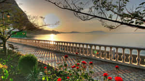 夕陽同海，紅色玫瑰，樹枝框住嘅石頭行人路。