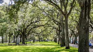 綠樹成蔭嘅公園大道，有西班牙苔蘚同埋草地上斑駁嘅陽光。